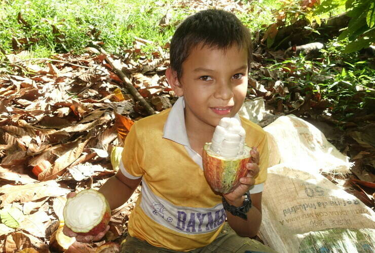 Fruta Fresca de Cacao / Fresh Cacao Fruit