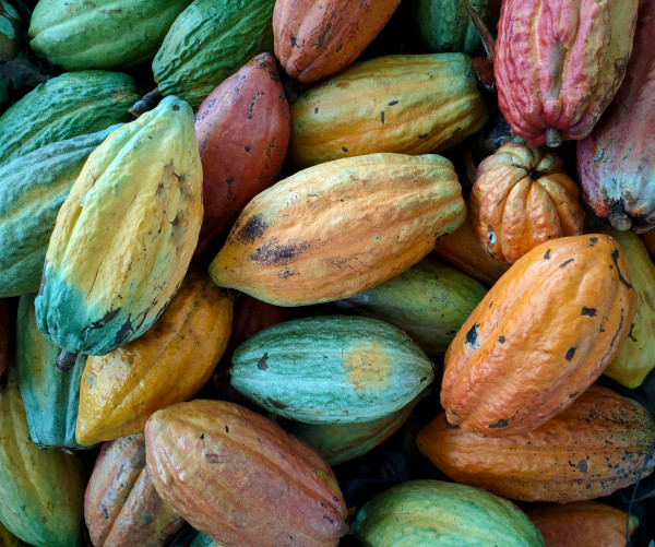 fruta de Cacao / Cacao fruit