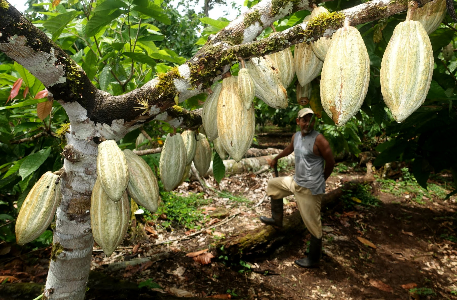 Árbol de Cacao / Cacao Tree